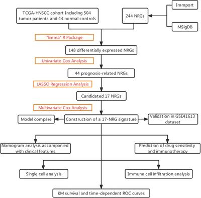 Natural killer cell-related prognosis signature characterizes immune landscape and predicts prognosis of HNSCC